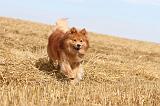 CHIEN FINNOIS DE LAPONIE 242